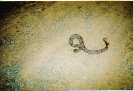 copperhead with tail injury1.jpg [39 Kb]